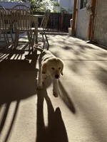 Daisy, a female Golden Retriever for sale in Rancho Cucamonga, CA – 3 of 5