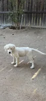 Daisy, a female Golden Retriever for sale in Rancho Cucamonga, CA – 4 of 5