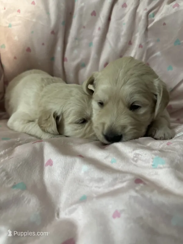 Lino – Golden Retriever puppy for sale in Rancho Cucamonga, CA