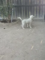 Daisy, a female Golden Retriever for sale in Rancho Cucamonga, CA – 5 of 5
