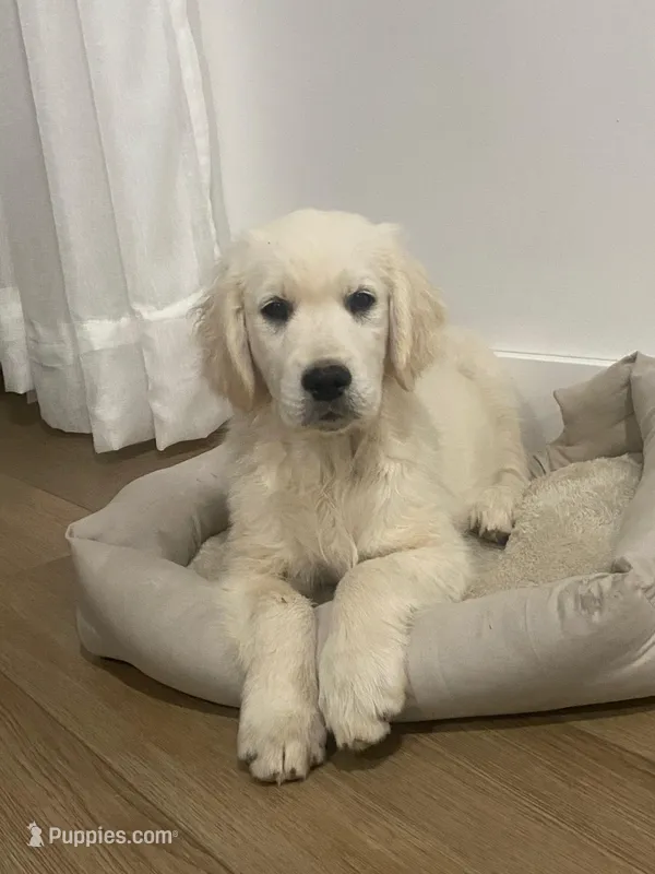 Daisy – Golden Retriever puppy for sale in Rancho Cucamonga, CA