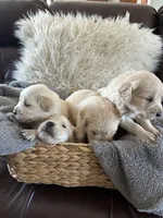 Lino, a male Golden Retriever for sale in Rancho Cucamonga, CA – 3 of 3