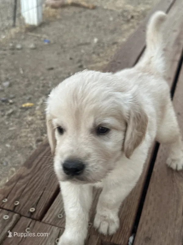 Lino – Golden Retriever puppy for sale in Campo, CA