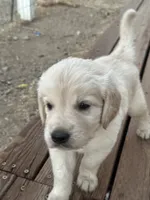 Lino, a male Golden Retriever for sale in Campo, CA – 1 of 4
