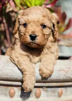 Buzz, a male Cavapoo for sale in Jackson, CA – Photo 3 of 3