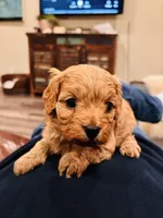 Buzz, a male Cavapoo for sale in Jackson, CA – Photo 2 of 3