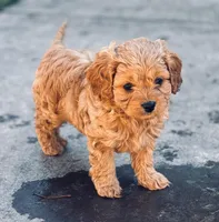 Buzz, a male Cavapoo for sale in Jackson, CA – Photo 1 of 3