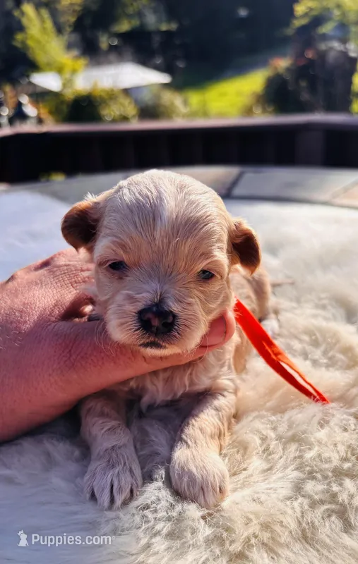 Mufasa  – Maltipoo puppy for sale in Jackson, CA