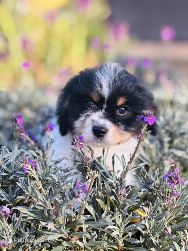 Charlie  – Cavapoo puppy on hold in Jackson, CA