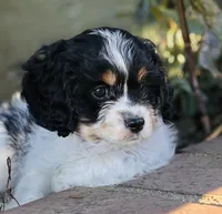 Charlie , a male Cavapoo for sale in Jackson, CA – Photo 1 of 2