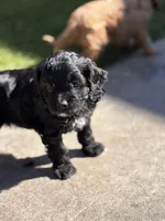 Woody, a male Cavapoo for sale in Jackson, CA – Photo 3 of 4