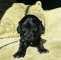 Woody, a male Cavapoo for sale in Jackson, CA – Photo 4 of 4