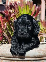 Woody, a male Cavapoo for sale in Jackson, CA – Photo 2 of 4