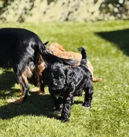 Woody, a male Cavapoo for sale in Jackson, CA – Photo 1 of 4