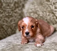 Bolt, a male Cavapoo for sale in Jackson, CA – Photo 1 of 2