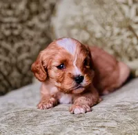 Bolt, a male Cavapoo for sale in Jackson, CA – Photo 2 of 2
