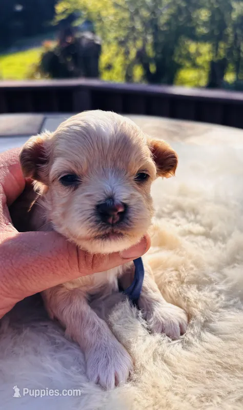 Buzz  – Maltipoo puppy for sale in Jackson, CA