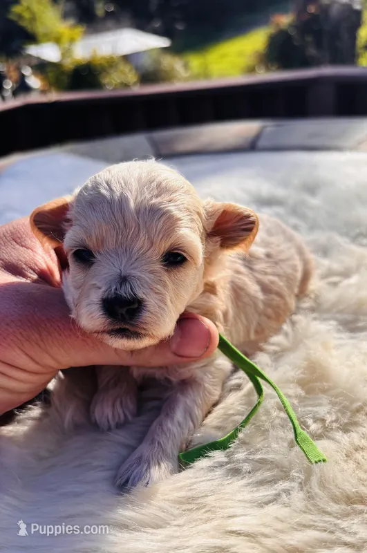 Tigger  – Maltipoo puppy for sale in Jackson, CA