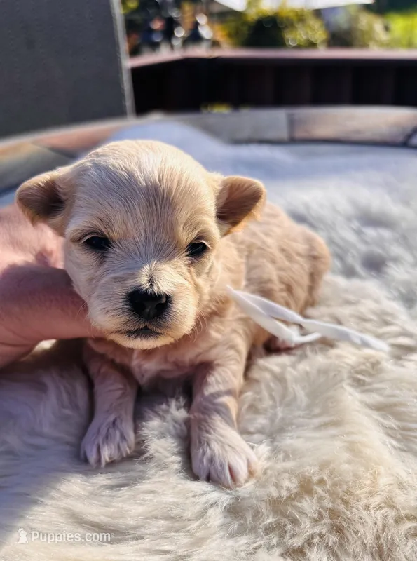 Wendy – Maltipoo puppy for sale in Jackson, CA
