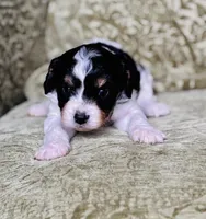 Indy, a male Cavapoo for sale in Jackson, CA – Photo 2 of 2