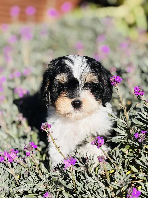 Indy – Cavapoo puppy on hold in Jackson, CA