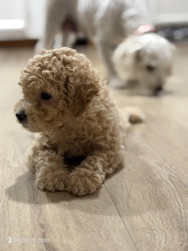 Duke  – Poodle - Toy  puppy for sale in Henderson, NV