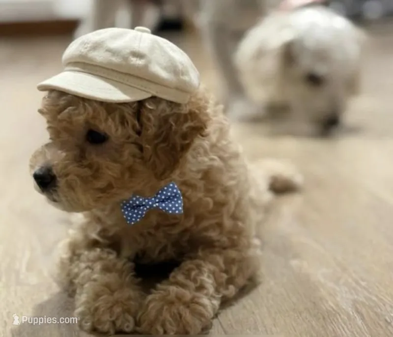 Duke  – Poodle - Toy  puppy for sale in Henderson, NV