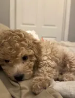 Duke , a male Poodle - Toy  for sale in Henderson, NV – Photo 3 of 4