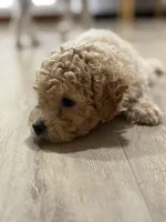 Duke , a male Poodle - Toy  for sale in Henderson, NV – Photo 2 of 4