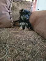 Money, a male Yorkshire Terrier for sale in Orlando, FL – 5 of 5