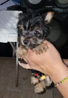 Money, a male Yorkshire Terrier for sale in Orlando, FL – 2 of 5