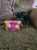 Money, a male Yorkshire Terrier for sale in Orlando, FL – 4 of 5