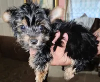 Money, a male Yorkshire Terrier for sale in Orlando, FL – 1 of 5