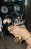 Money, a male Yorkshire Terrier for sale in Orlando, FL – 3 of 5