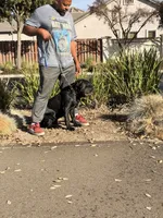 CAIRO, a male Cane Corso for sale in Stockton, CA – 8 of 10