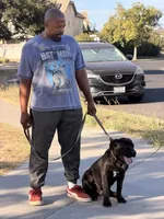 OSO, a male Cane Corso for sale in Stockton, CA – 5 of 9