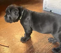 Mr. Green, a male Cane Corso for sale in Stockton, CA – 2 of 2
