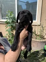 Big Red, a female Cane Corso for sale in Stockton, CA – 4 of 5