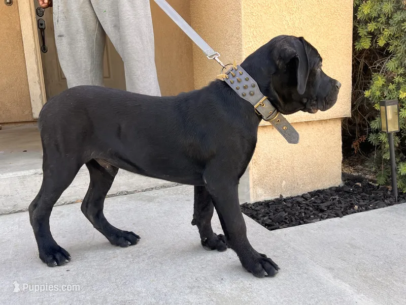 BLUE – Cane Corso puppy for sale in Stockton, CA