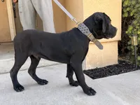 BLUE, a male Cane Corso for sale in Stockton, CA – 1 of 4
