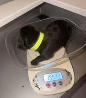 Baby Boy Lime Green, a male Cane Corso for sale in Lathrop, CA – 1 of 8