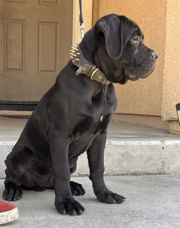 DORIAN GREY – Cane Corso puppy for sale in Stockton, CA