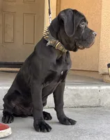 DORIAN GREY, a male Cane Corso for sale in Stockton, CA – 2 of 7