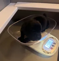 Baby Girl Fuschia, a female Cane Corso for sale in Lathrop, CA – 2 of 9