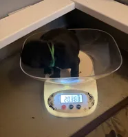 Baby Boy Green, a female Cane Corso for sale in Lathrop, CA – 5 of 6