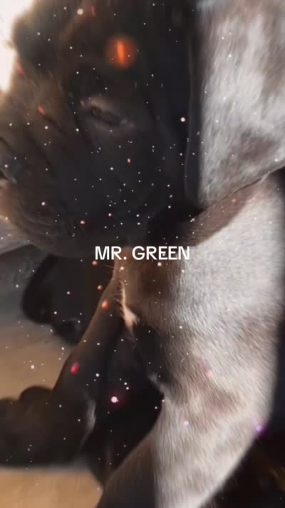 Mr. Green, a male Cane Corso for sale in Stockton, CA – 4 of 6