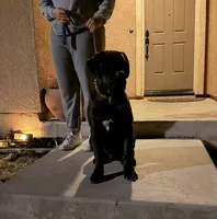 OSO, a male Cane Corso for sale in Stockton, CA – 3 of 9