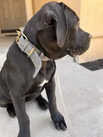 BLUE, a male Cane Corso for sale in Stockton, CA – 2 of 4