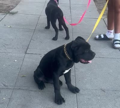 RAVEN, a female Cane Corso for sale in Stockton, CA – 7 of 7