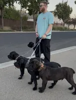 OSO, a male Cane Corso for sale in Stockton, CA – 6 of 6